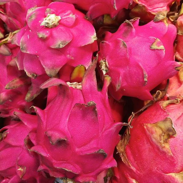 PITAYA PRIMEUR